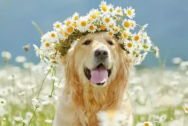 千亿宠物经济背后的真实故事,宠物市场的蓝海市场究竟有多宽阔