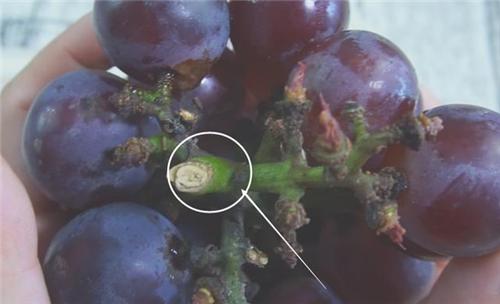 清洗葡萄的正确方法青葡萄,清洗葡萄的正确做法