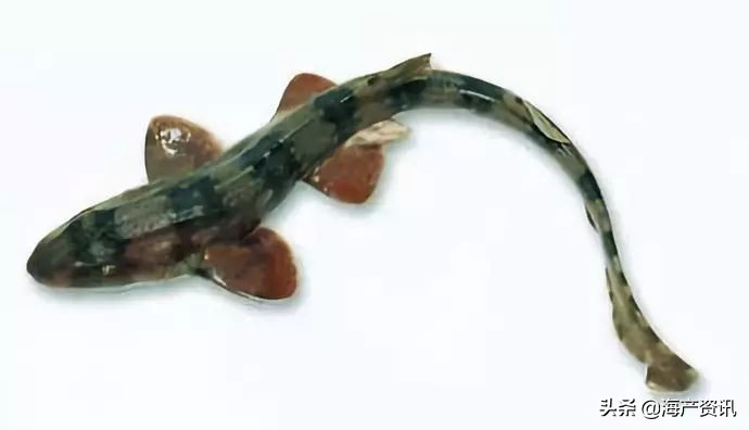 40种常见淡水鱼,45种常见海鱼名称