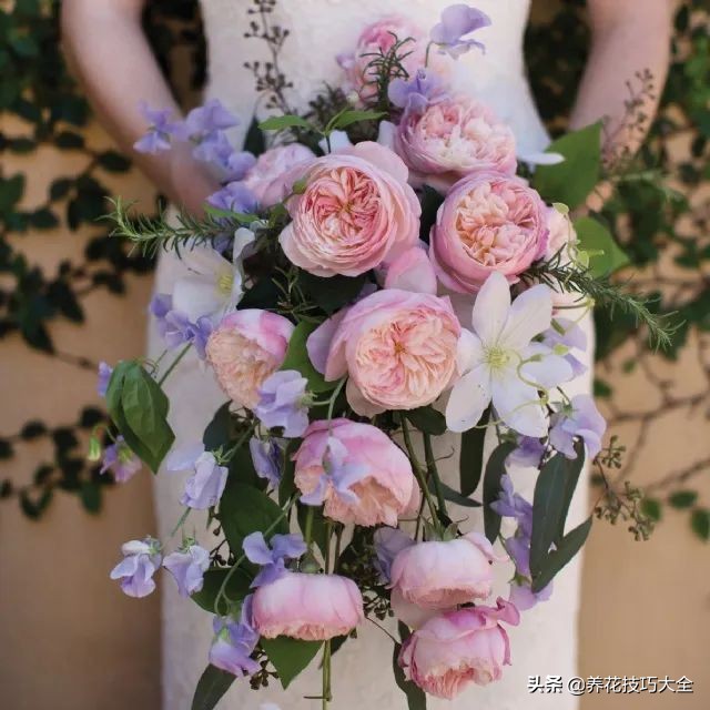 四季开花的月季又香又好养有几种,最漂亮10种盆栽月季