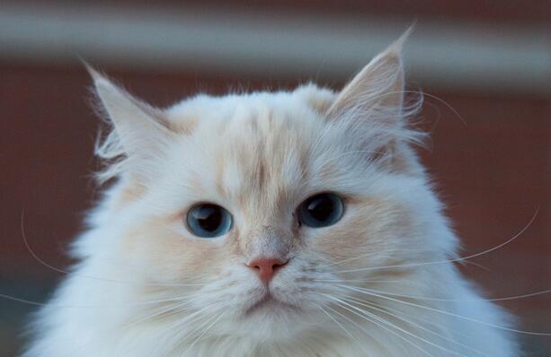 对猫咪过敏的症状怎么消除掉,对猫咪过敏了怎么解决