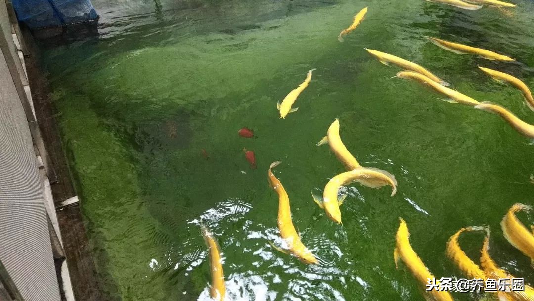 这位土豪家的渔场,光滤材就花了500多万,你确定不要见识一下?