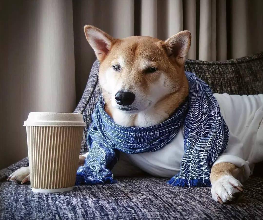 狗狗冬天到底需不需要穿衣服,狗狗怕冷吗狗狗怕冷的表现有哪些