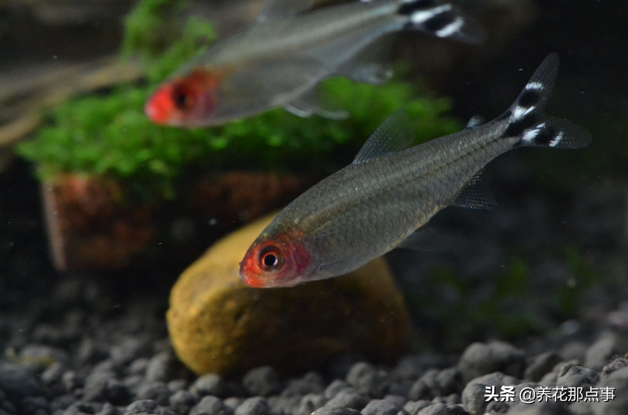 热带鱼生态鱼缸,热带鱼生态鱼缸养殖必备条件