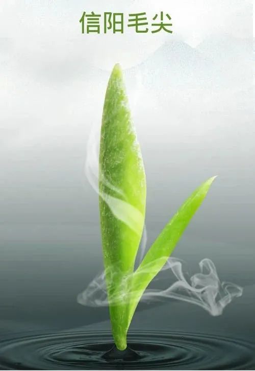 信阳毛尖有那么大功效吗,信阳毛尖功效视频