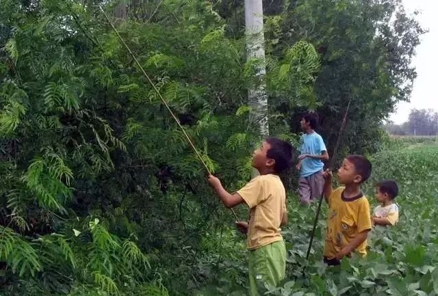 小时候养的宠物现在还活着,小时候养的宠物视频