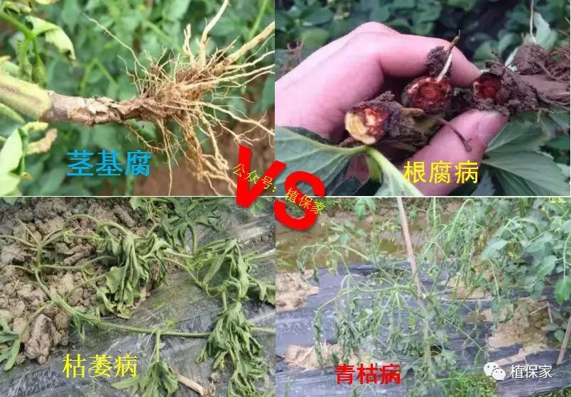 根腐病苗木灌根用什么药,土传病害常用灌根药