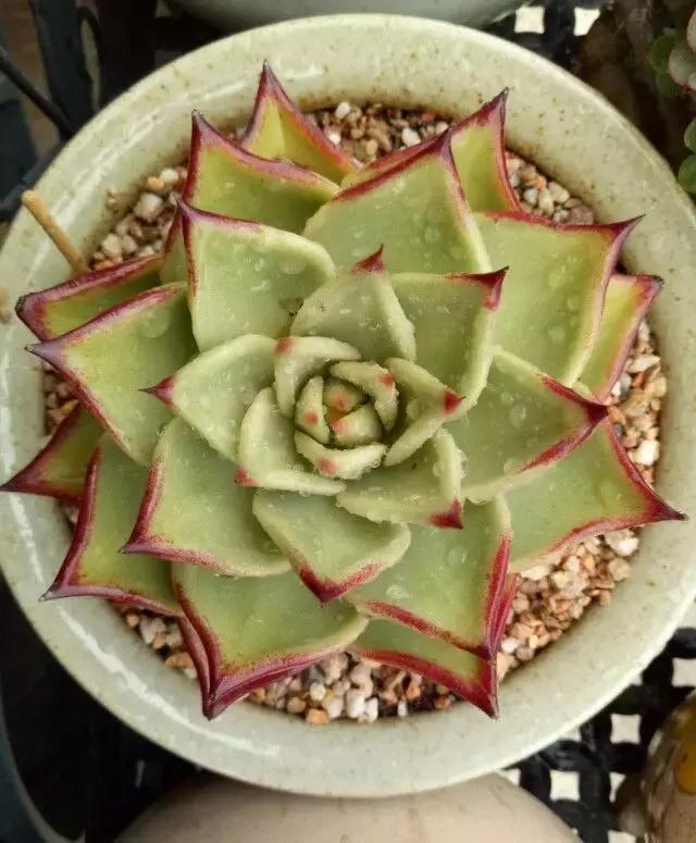 多肉被风雨袭击,多肉被雨水泡过怎么办