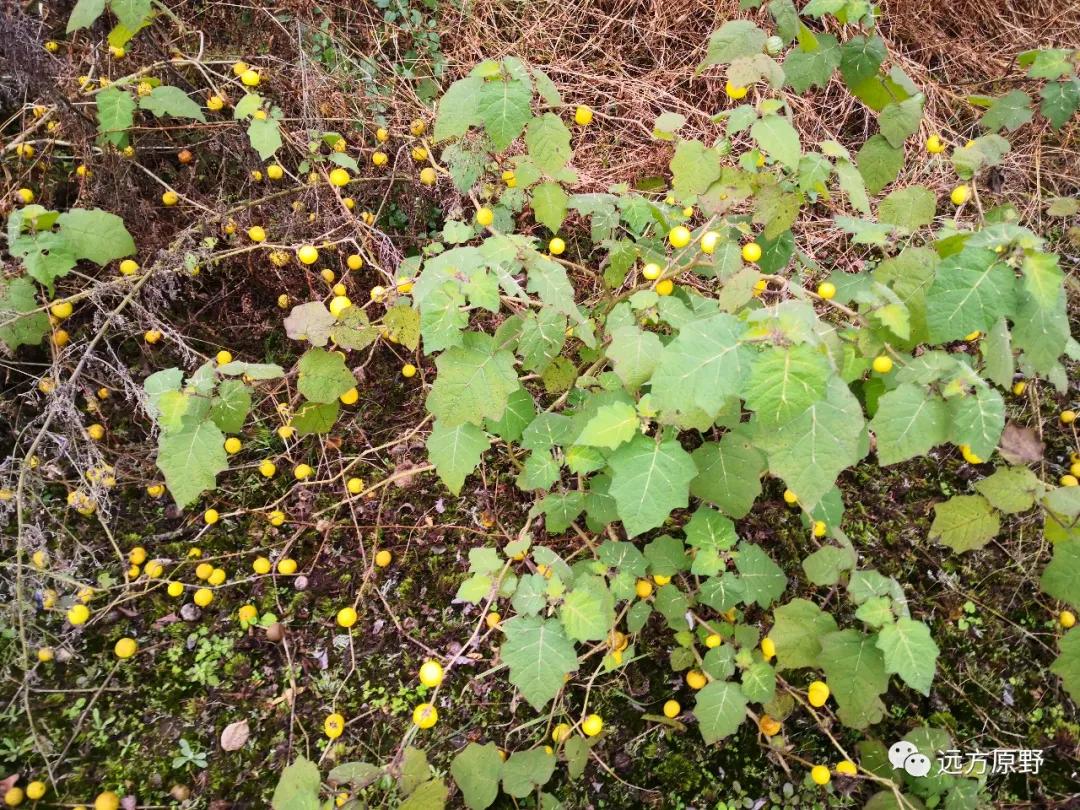 你想要的田园生活在哪里,你所向往的生活是什么