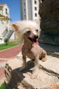 肉狗养殖成活率多高才能成功,肉狗养殖前景和注意事项