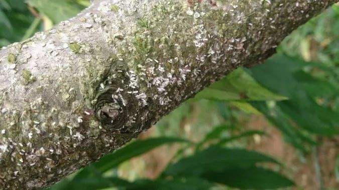 桃树介壳虫防治,桃树谢花后打介壳虫的药能不能用