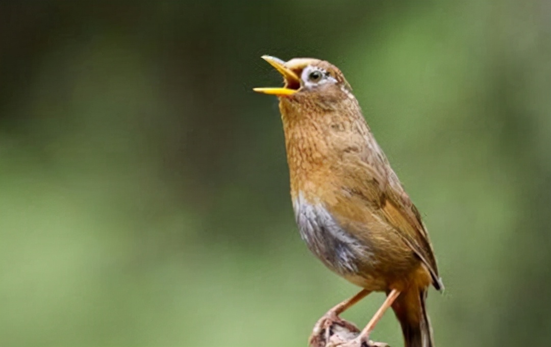 画眉鸟不起性不叫怎么办,画眉鸟不开口叫怎么办呢