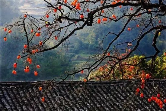 陕西这个县城厉害了,陕西柿子之乡在哪