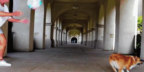 如何训练一支柯基狗狗不咬人,如何训练好一只柯基