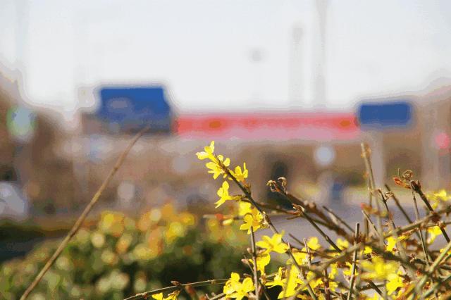 天津静海油菜花景点在哪里,天津油菜花旅游最佳路线图