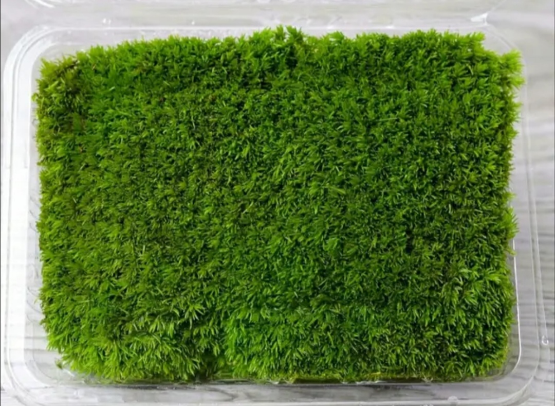 苔藓文竹制作微盆景图,怎么做苔藓小盆景