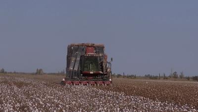 当前棉价走势分析,棉价全疆狂跌还有6元棉价吗