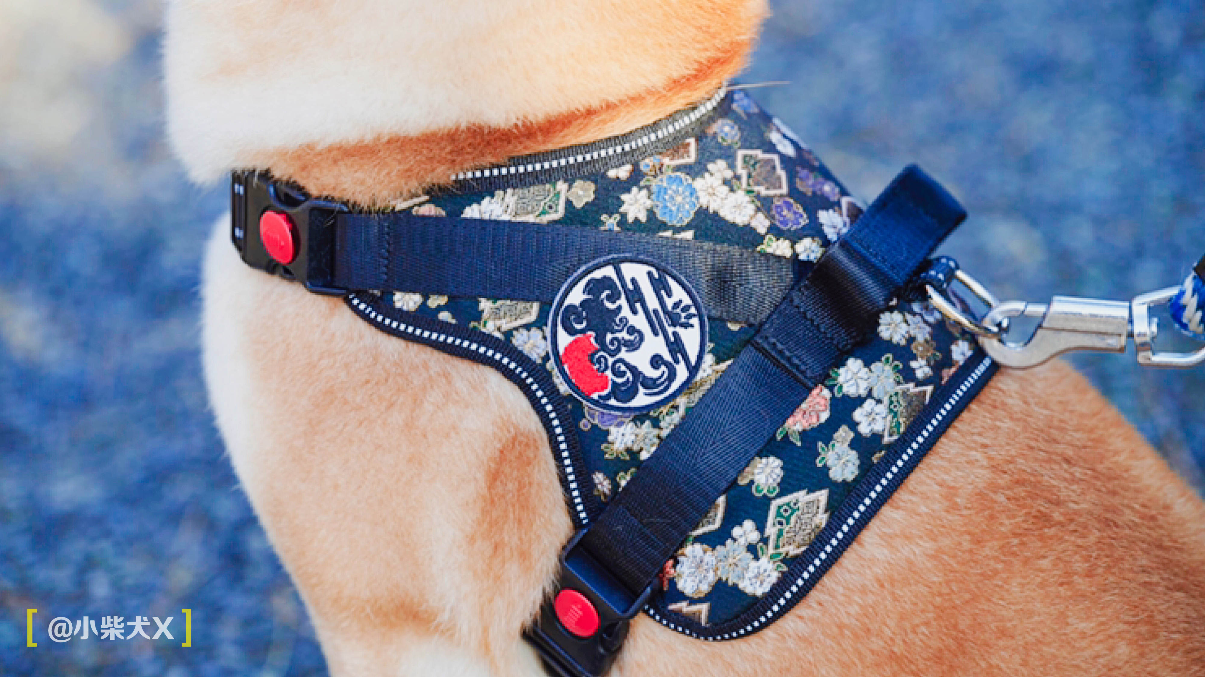 一对日本夫妇设计了最具日本传统特色的狗狗用品，太适合柴犬了