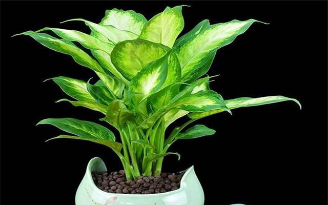 推荐又吸甲醛又好养的植物,哪些植物对猫咪无毒又能吸附甲醛