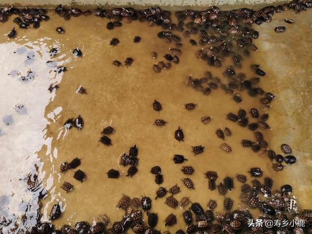 巴西龟到底有什么,巴西龟真的不值钱吗