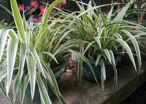 怎么把金边吊兰养得又矮又壮,金边吊兰爆盆了怎么养护