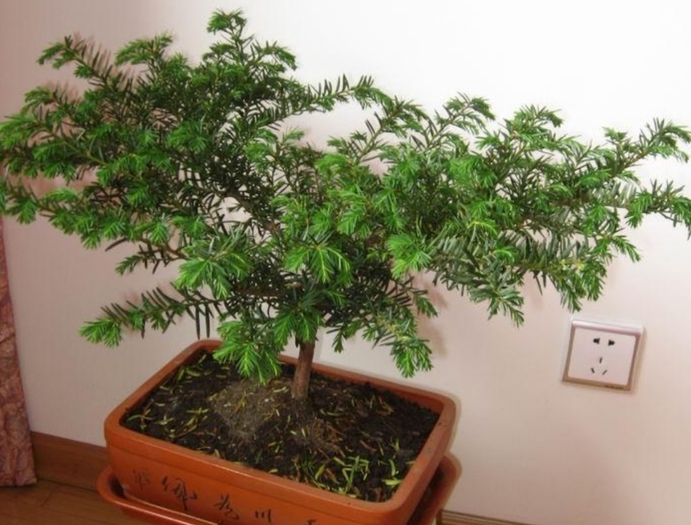 金山银山不如靠自己打下的江山,金山银山不如找个靠山