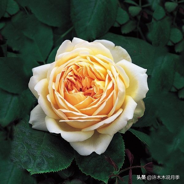 比较香又好养的月季 (颜值高又好养的月季适合阳台党的)