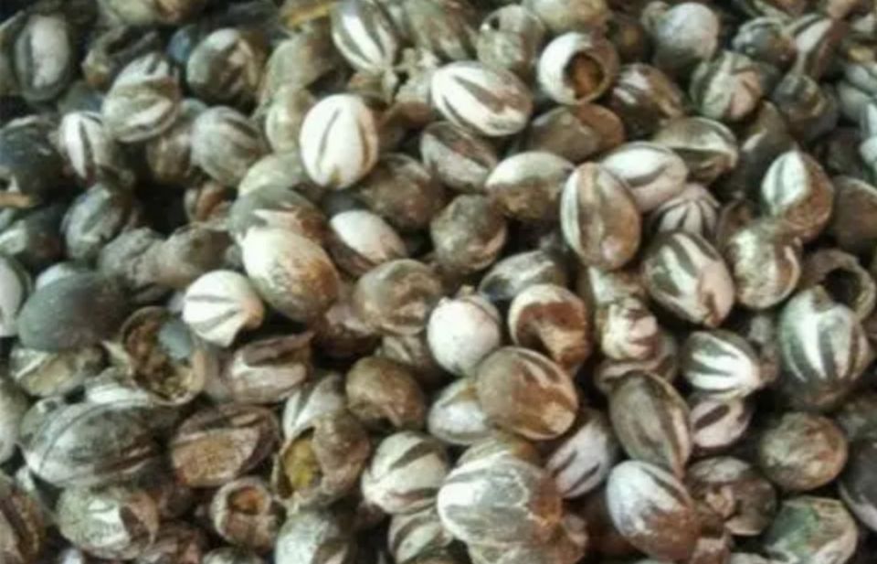 农村有种昆虫蛰人很疼，过去人见人怕，现在受喜欢了