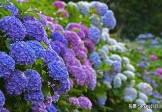 圆锥绣球花后修剪和冬季修剪,绣球无尽夏修剪没有芽点怎么修剪