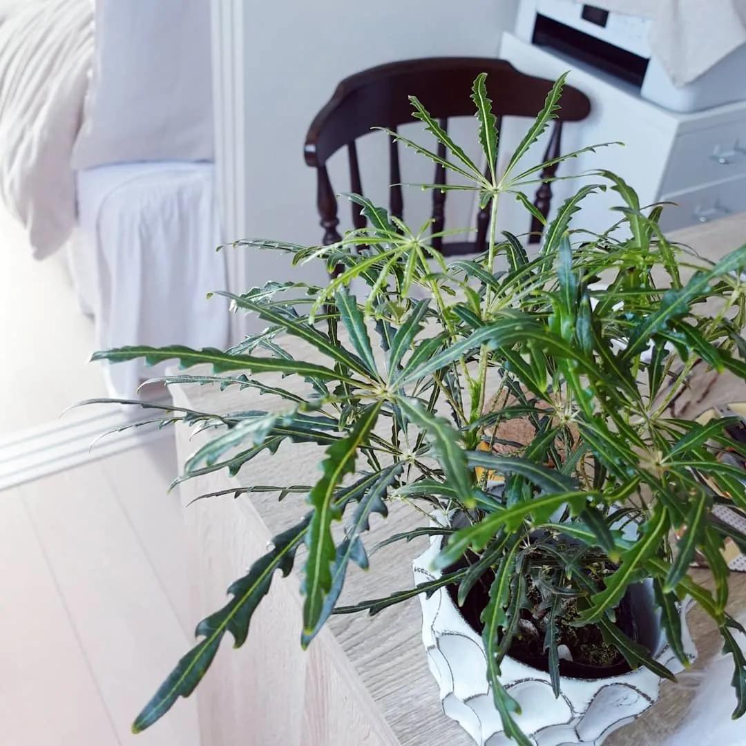 ins十大网红绿植,ins网红绿植大全