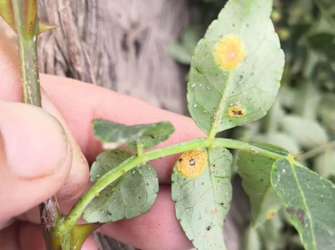 花椒树锈病的发生原因和防治方法,花椒锈病最好防治方法