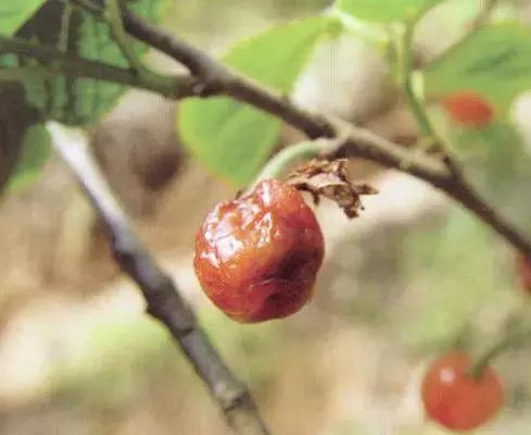 樱桃的常见病虫害及防治方法,樱桃常见虫害防治方案