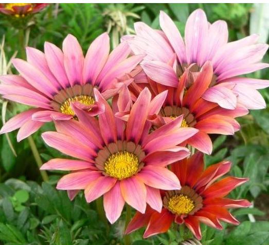 勋章菊如何养护,勋章菊好养吗