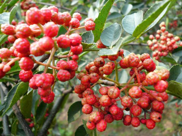 陕西省延安哪个县城人口多,延安有多少个乡镇