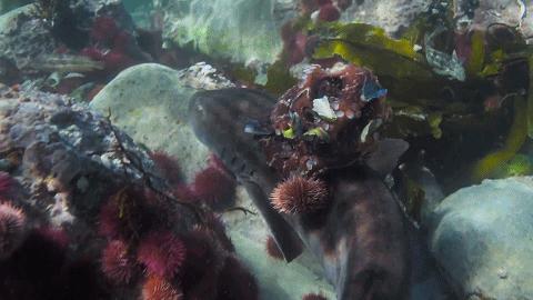 人鱼情未了在线阅读,人鱼情未了电视剧免费观看