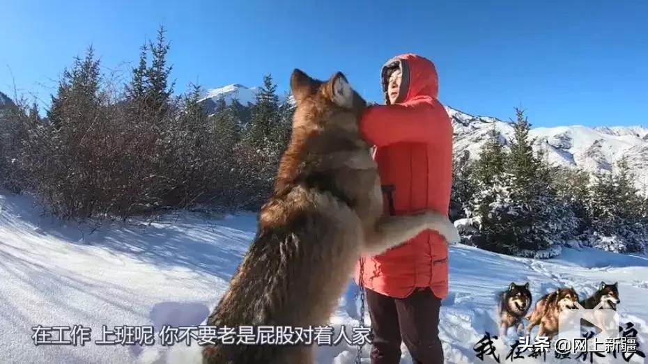 这位“女汉子”在*疆新**，把狼养成了哈士奇，就是经常揍狼的那个