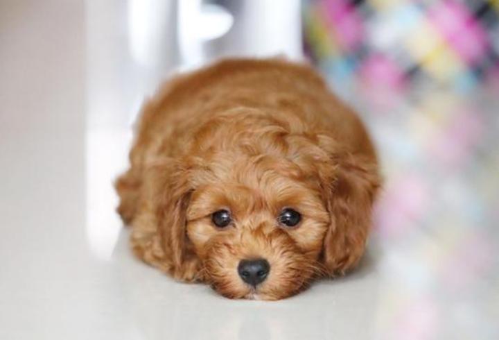 2个月泰迪感冒了不吃,泰迪感冒了要怎么照顾