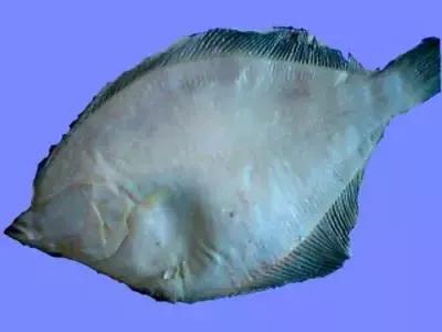 最有营养食物100种,全世界最有营养的食物