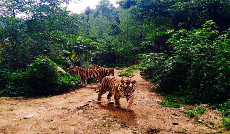 栾川竹海野生动物园免票攻略,栾川竹海野生动物园门票有优惠吗