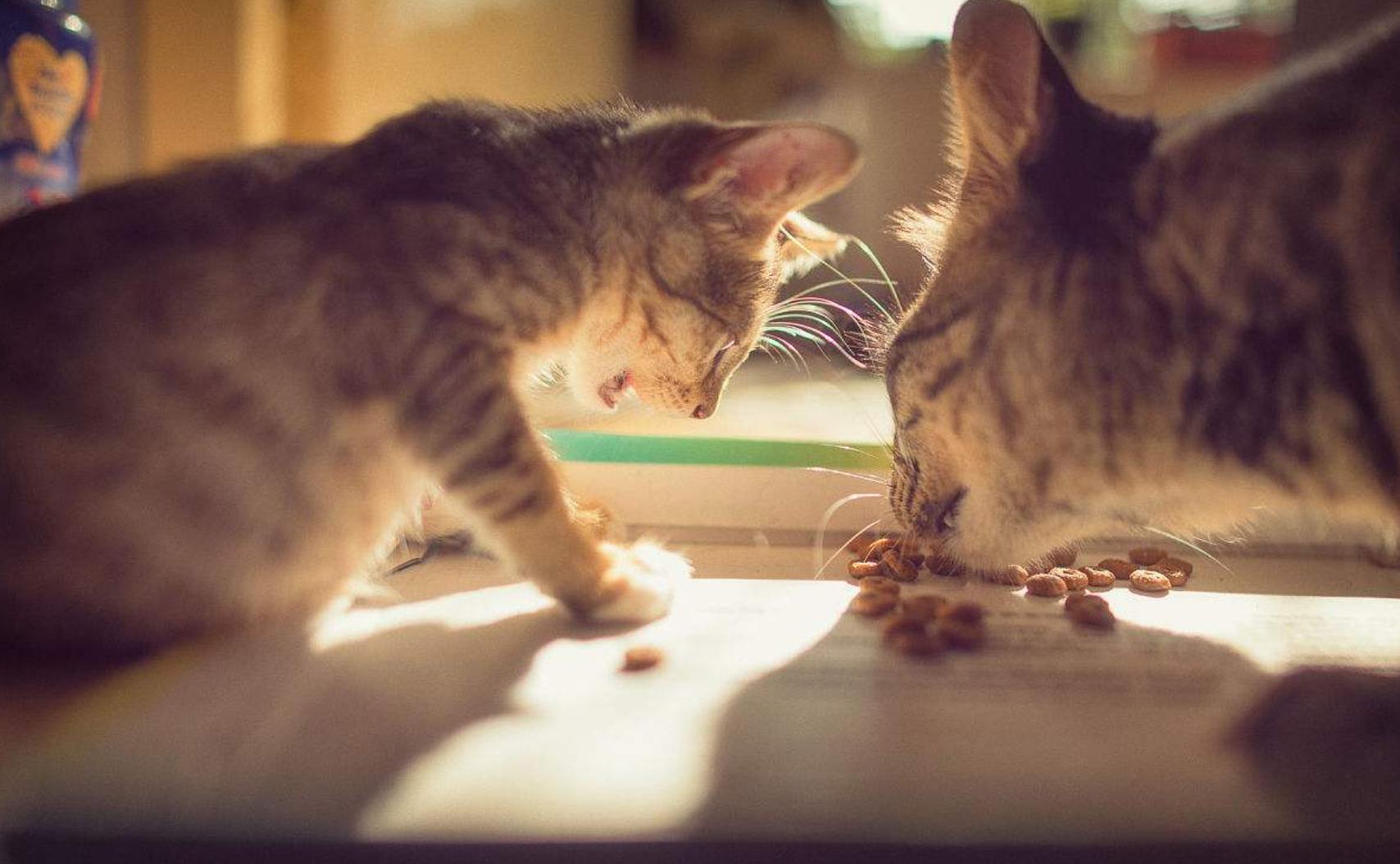 有什么方法让猫咪吃猫粮,怎么能让猫咪爱吃猫粮