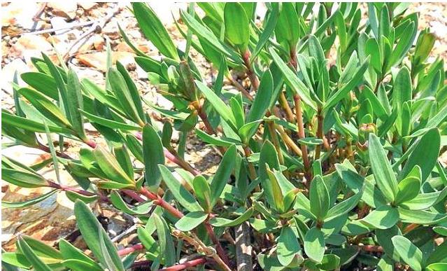 乳山采摘野菜山蚂蚱,泌阳有山蚂蚱这种野菜吗