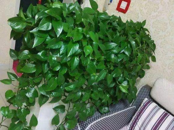 绿萝黄叶什么原因用什么办法解决,绿萝黄叶的原因及解决方法