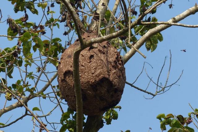 在户外钓鱼最怕什么,野外钓鱼怎么对付蚂蚁