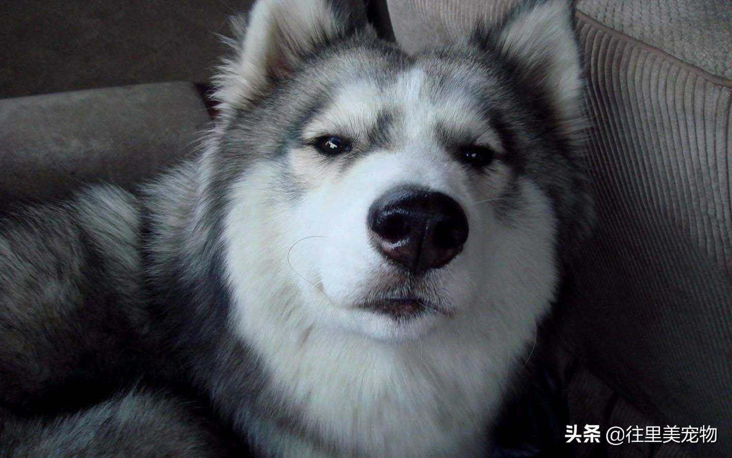 哈士奇傻气培养视频,哈士奇入门