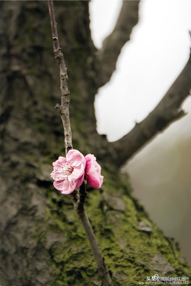南京梅花山梅花开了吗,来南京梅花山赏梅花