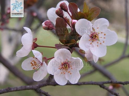 没有蔷薇科，哪里会有春天？
