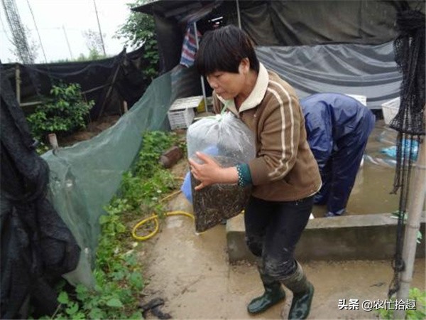 水中人参价格为什么这么低,水中人参价格多少钱