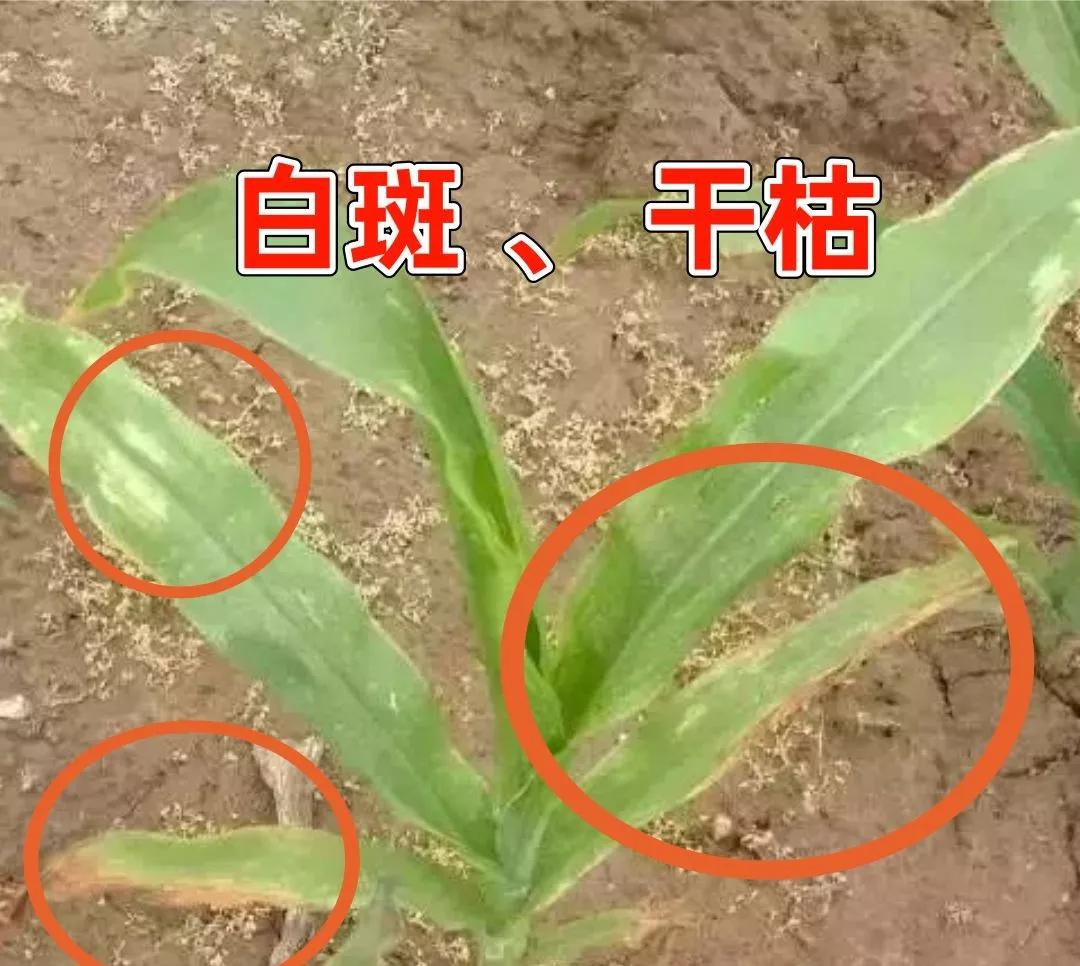 玉米大斑病和枯黄叶子有啥区别,玉米小苗卷叶发黄是什么病