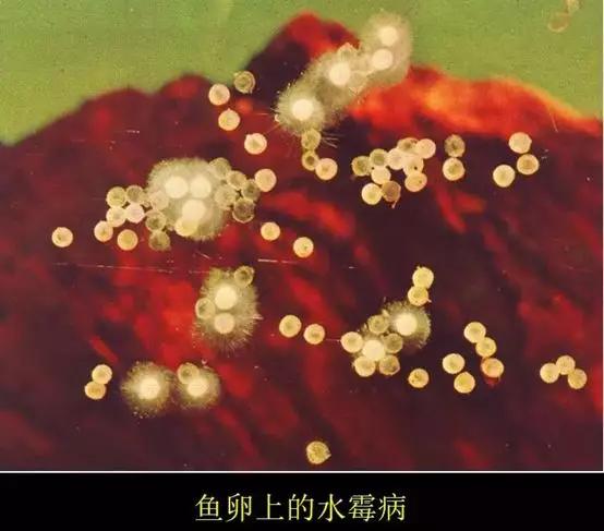 水花发霉怎么处理,水花鱼苗长水霉什么原因