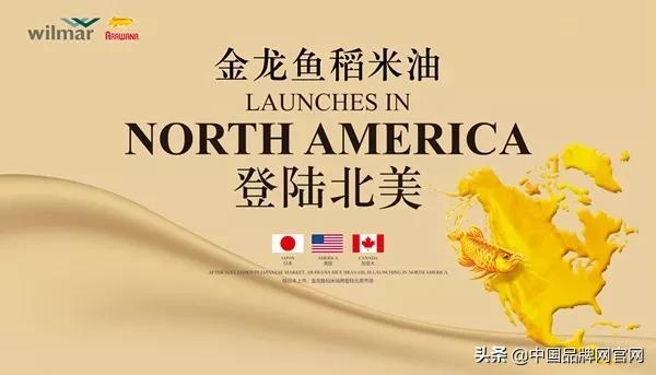 稻米油金龙鱼现状,稻米油金龙鱼